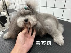-BABYDOG宝贝狗宠物乐园(欧洲城店)