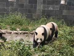 -中国大熊猫保护研究中心雅安碧峰峡基地
