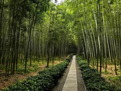 -大奇山国家森林公园