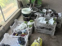 -马陆小张葡萄园农家乐