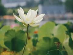 -莲花池公园