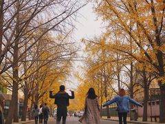 -三里屯东五街银杏大道