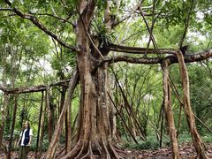 -中国科学院西双版纳热带植物园