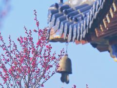 -梅花山(明孝陵内)