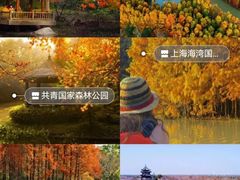 -上海共青森林公园