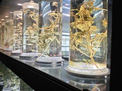 -广东中医药博物馆