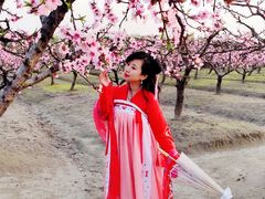 -樂桃源奉贤黄桃种植采摘基地