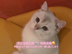 -猫色咖啡·猫咖