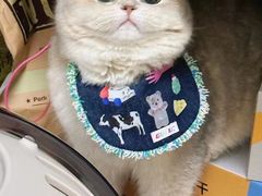 -欣宠猫屋·矮脚拿破仑·蓝金金渐层