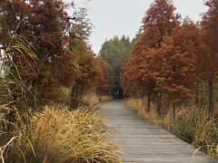 -溱湖国家湿地公园