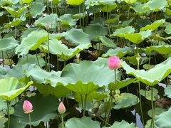 -荔湾湖公园