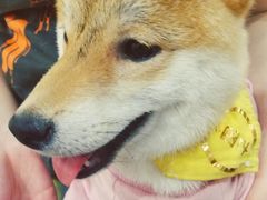 -逗柴咖啡屋·狗咖猫咖宠物桌游