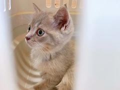-艾贝尔宠物医院·24H转诊中心·肿瘤猫专科(江宁双龙店)