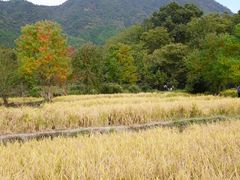 -塔川景区