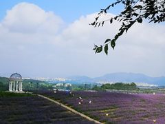 -密云玫瑰情园