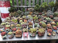 -金陵花卉交易市场