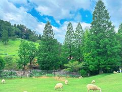 -神户市立六甲山牧场