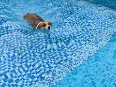 -汪说喵讲宠物乐园宠物酒店(红星美凯龙店)