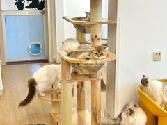 -有喵·猫咖·狗咖·30几只猫10只小狗(岗厦店)