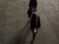 -喜柴咖啡·柴犬狗咖