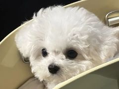 -曼格纳·曼芯馆(杨浦店)