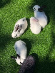 -萌宠亲子动物乐园(槐房万达店)