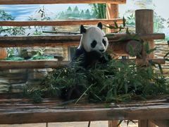 -西霞口神雕山野生动物世界