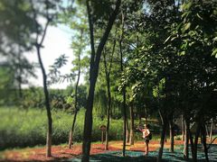 -大兴滨河森林公园