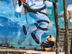 -中国大熊猫保护研究中心雅安碧峰峡基地