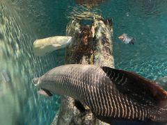-上海海洋水族馆
