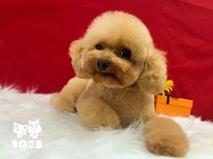 -1013 PET SHOP精品宠物商店(丁香店)