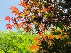 -岳麓山风景名胜区
