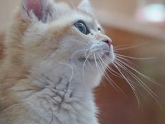 -山宅一喵德文卷毛猫舍