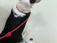 -美美宠物诊疗中心·异宠·骨科(滨江东信分院)