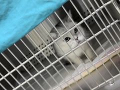-美联众合动物医院·24h转诊中心