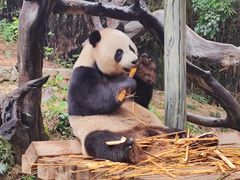 -广州长隆野生动物世界