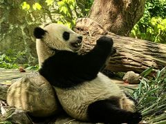-都江堰中华大熊猫苑