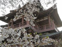 -西安青龙寺遗址景区
