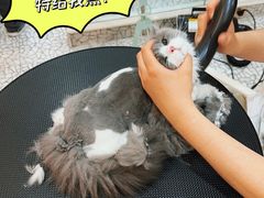 -momokira米努特·德文卷毛猫·棉花面纱犬