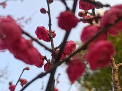 -梅溪湖城市岛