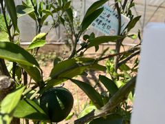 -前小桔亲子创意农场·草莓采摘·露营烧烤