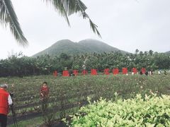 -亚龙湾国际玫瑰谷