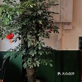 成都新店 | 墨绿色的门西洋复古风好治愈!