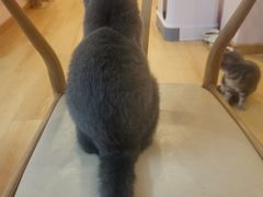 -猫咪派对(江南西店)