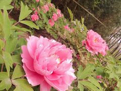 -洛阳市隋唐城遗址植物园