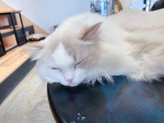 -瞄一喵猫咖(格力海岸店)