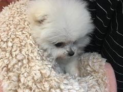 -Pets First伊珊娜洗护·精致美容·家庭式寄养(新会路店)