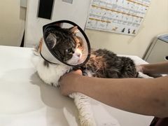 -艾贝尔宠物医院·24H转诊中心·肿瘤猫专科(江宁双龙店)