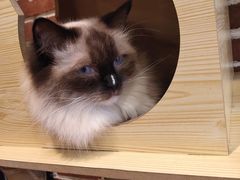 -猫友咖啡店(玉林西路店)
