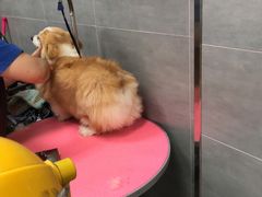 -宠福鑫康馨动物医院·骨科·眼科